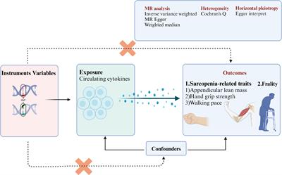 The causal association between circulating cytokines with the risk of frailty and sarcopenia under the perspective of geroscience